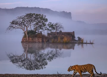Ranthambore